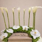 Cala Halo (Cala Arrangement)